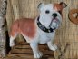 Preview: Engl. Bulldogge, stehend